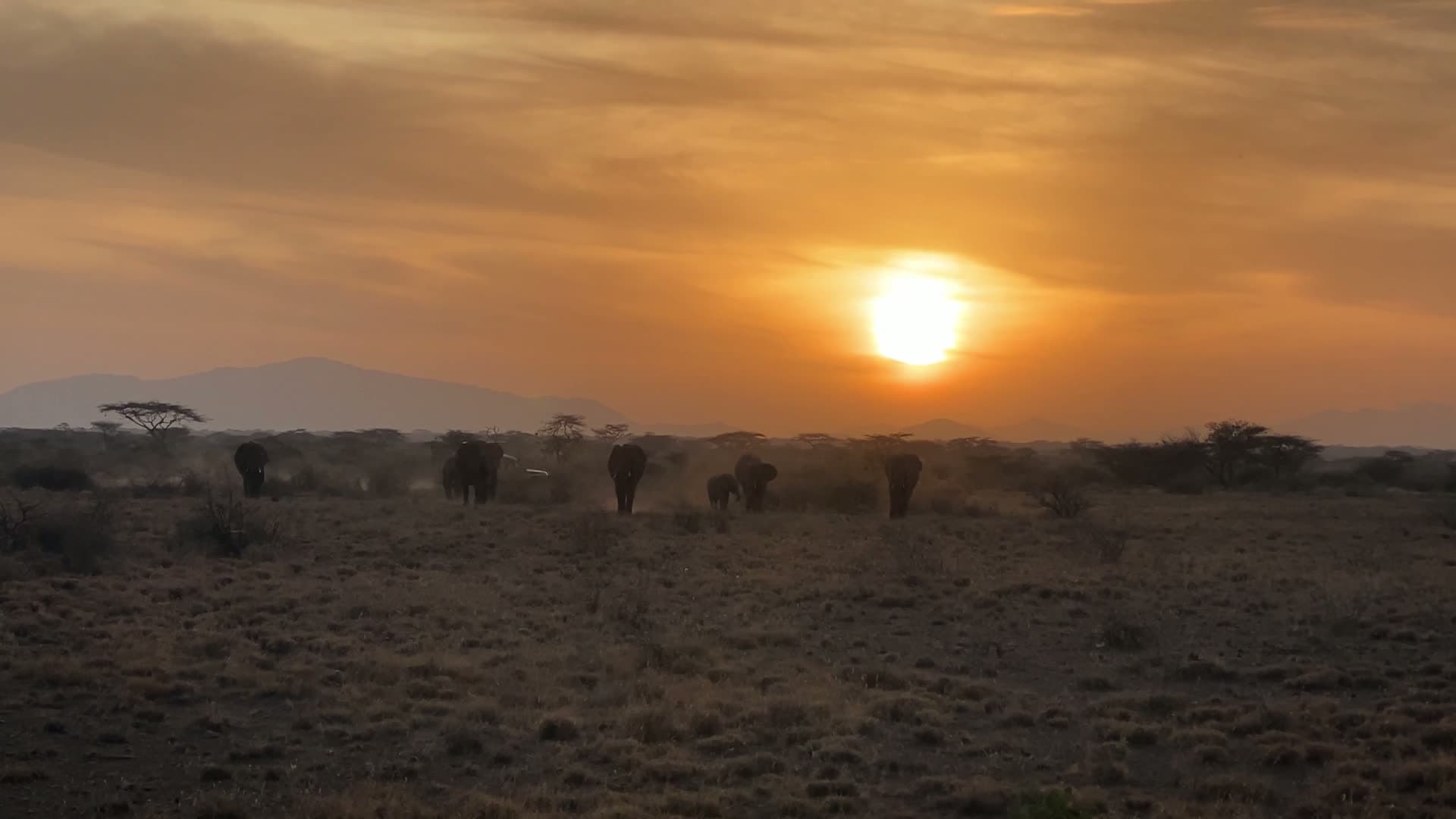A herd of elephants crossing the savannah at sunset